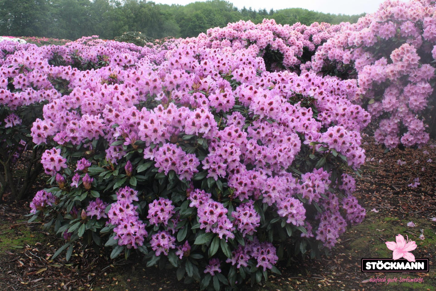 Rhododendron Kabarett - View 7 from www redcrocus com