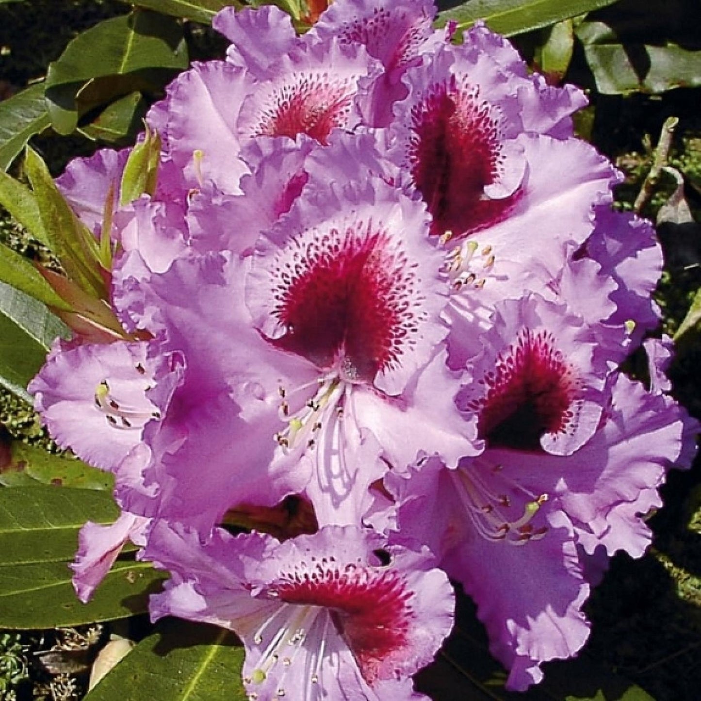 Rhododendron Kabarett - View 8 from www redcrocus com