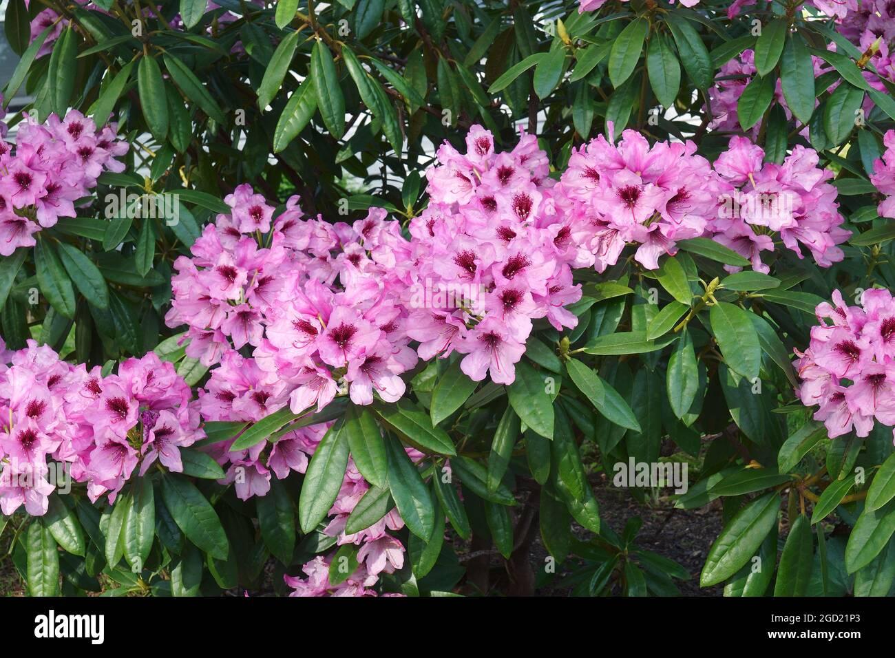 Rhododendron Kabarett - View 9 from www redcrocus com