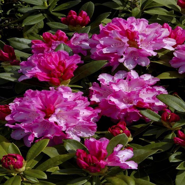 Rhododendron Faisa - View 10 from www redcrocus com