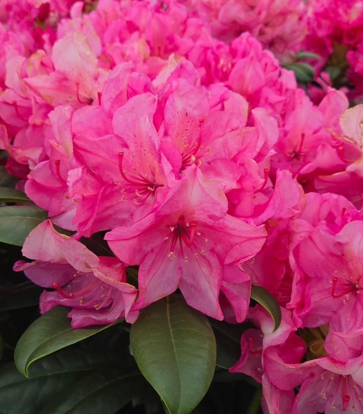 Rhododendron Faisa - View 11 from www redcrocus com