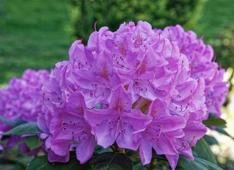 Rhododendron Faisa - View 14 from www redcrocus com