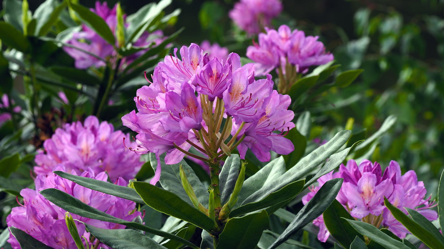 Rhododendron Faisa - View 15 from www redcrocus com