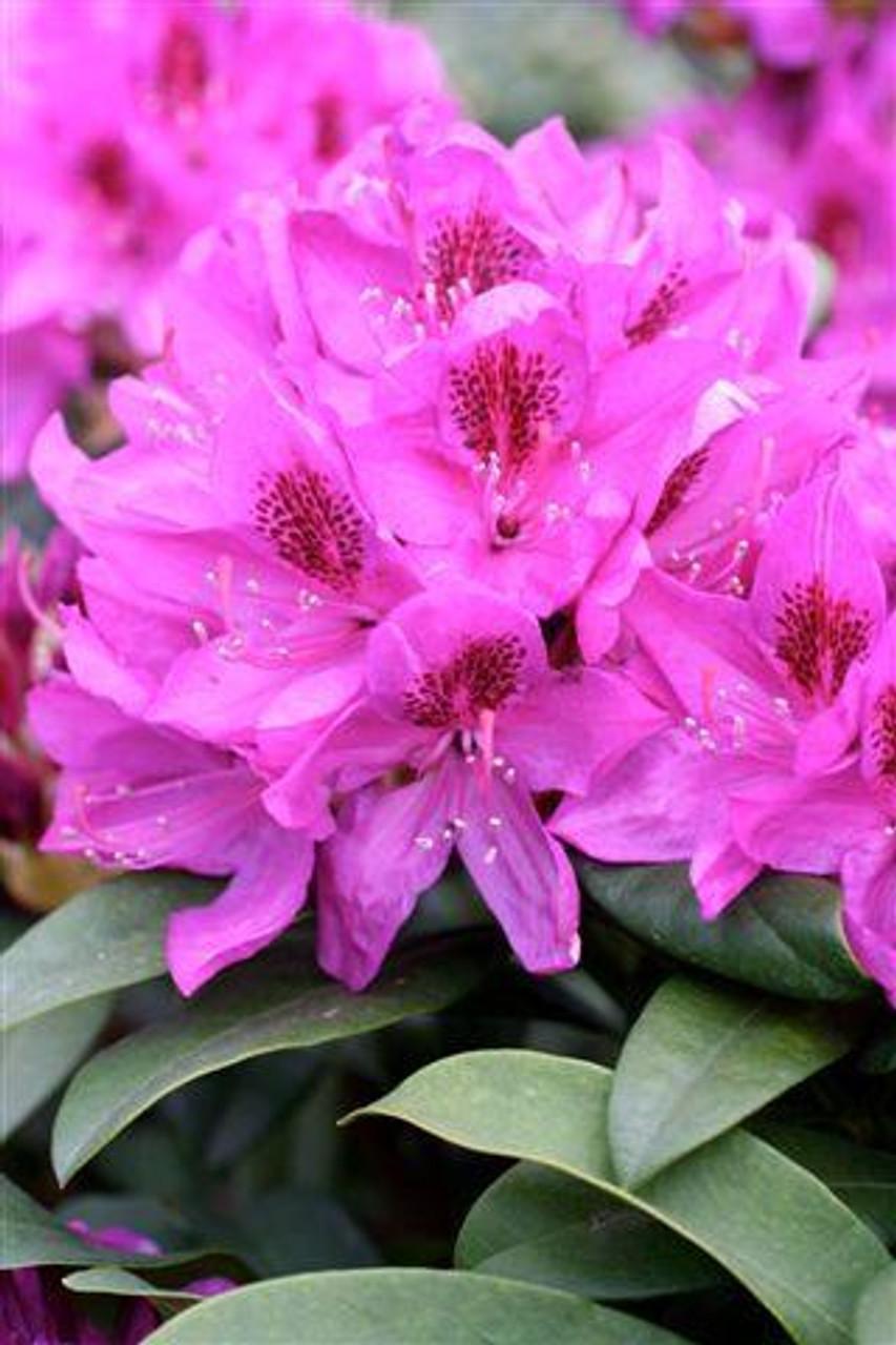 Rhododendron Faisa - View 16 from www redcrocus com