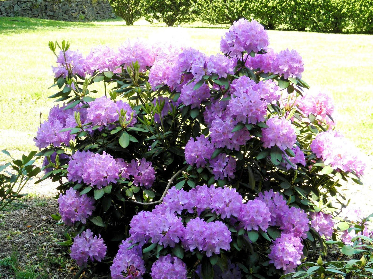 Rhododendron Faisa - View 18 from www redcrocus com