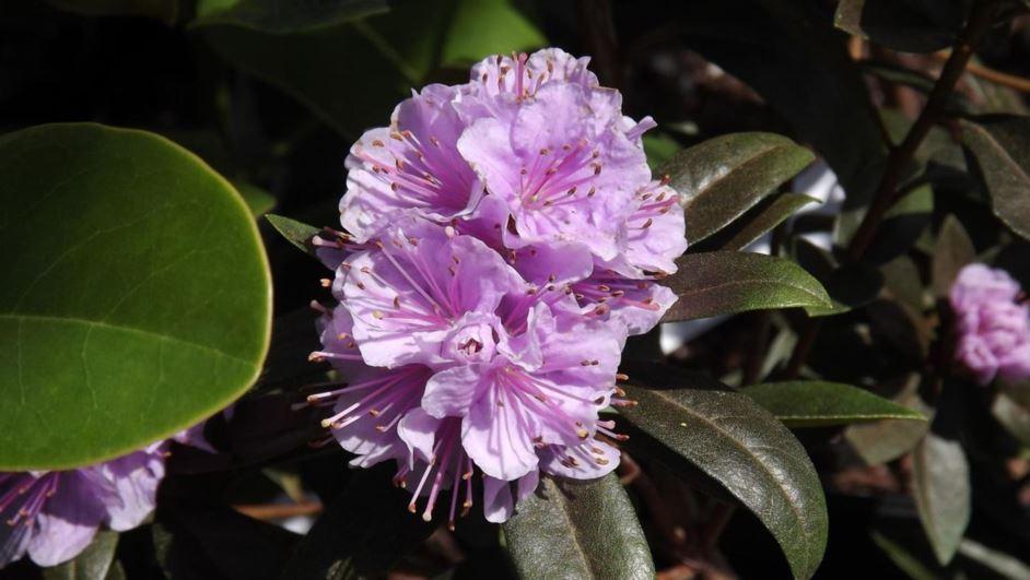 Rhododendron Faisa - View 2 from www redcrocus com