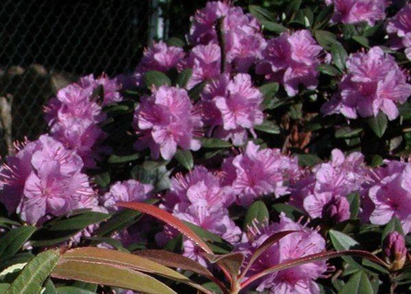 Rhododendron Faisa - View 4 from www redcrocus com