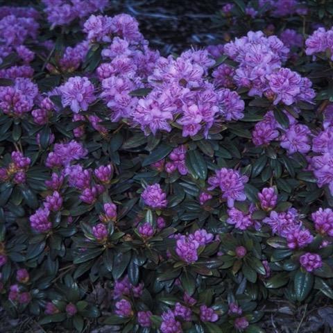 Rhododendron Faisa - View 6 from www redcrocus com
