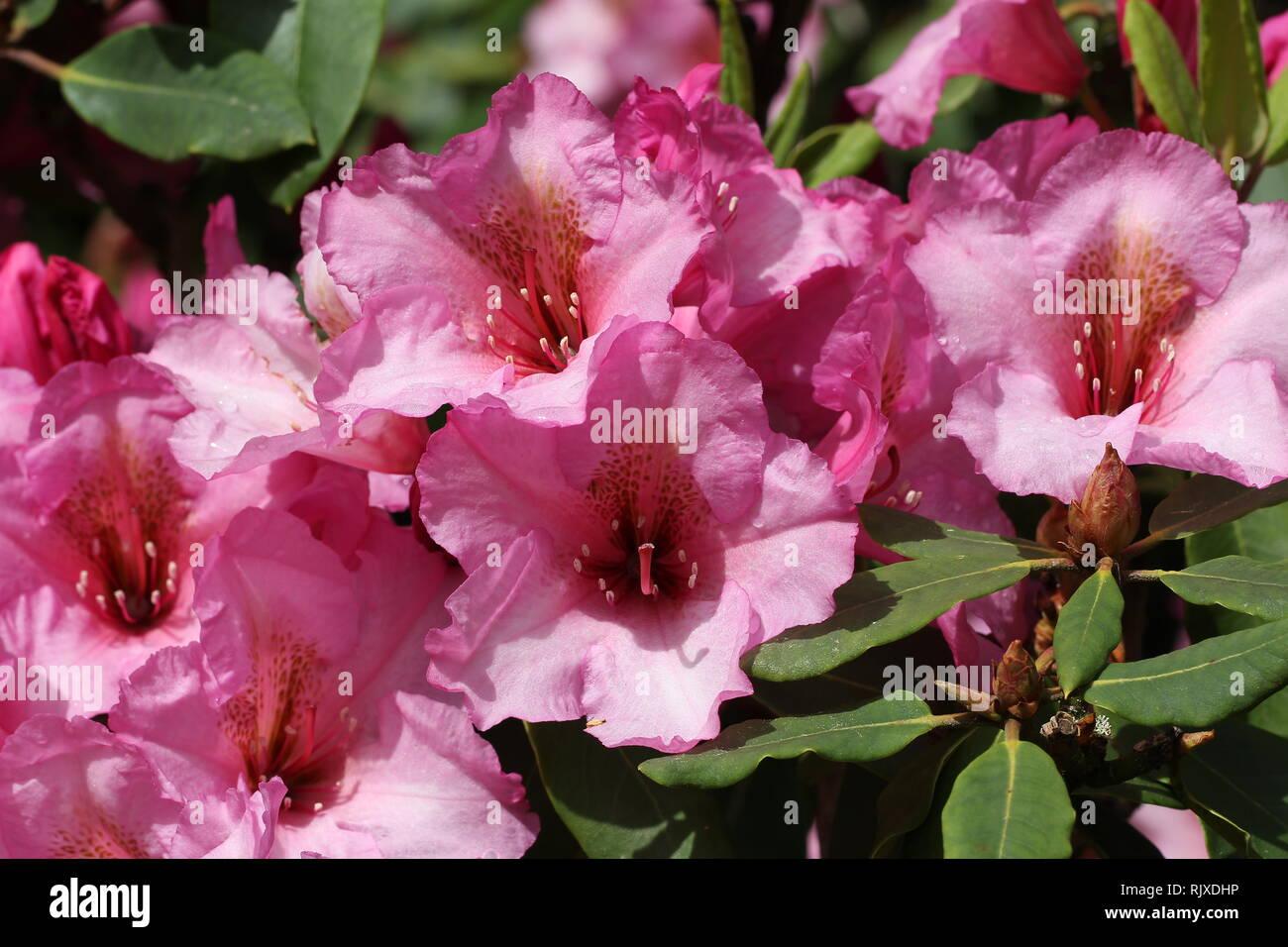Rhododendron Faisa - View 8 from www redcrocus com