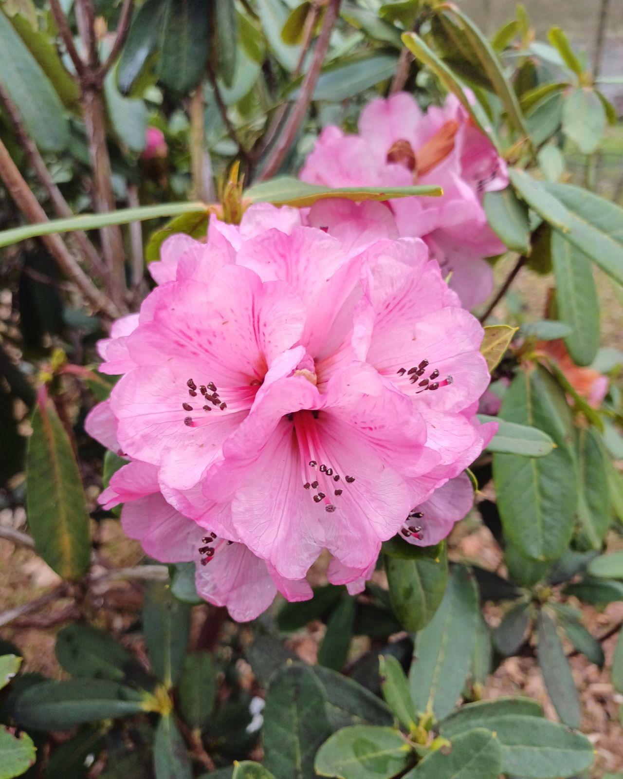 Rhododendron 'faisa' - View 11 from www redcrocus com