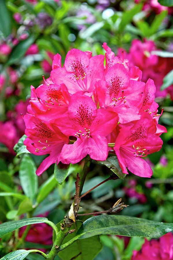 Rhododendron 'faisa' - View 13 from www redcrocus com
