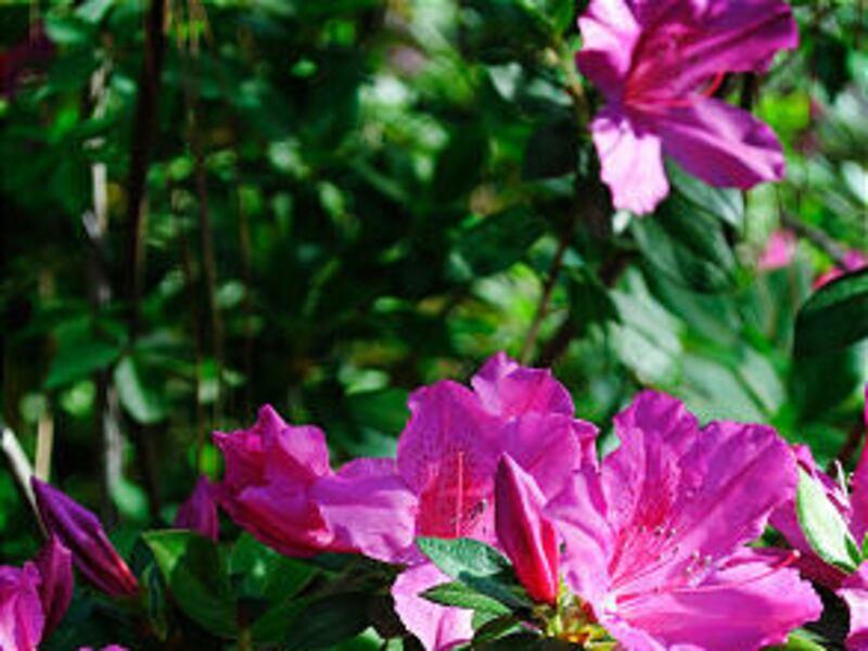 Rhododendron 'faisa' - View 17 from www redcrocus com