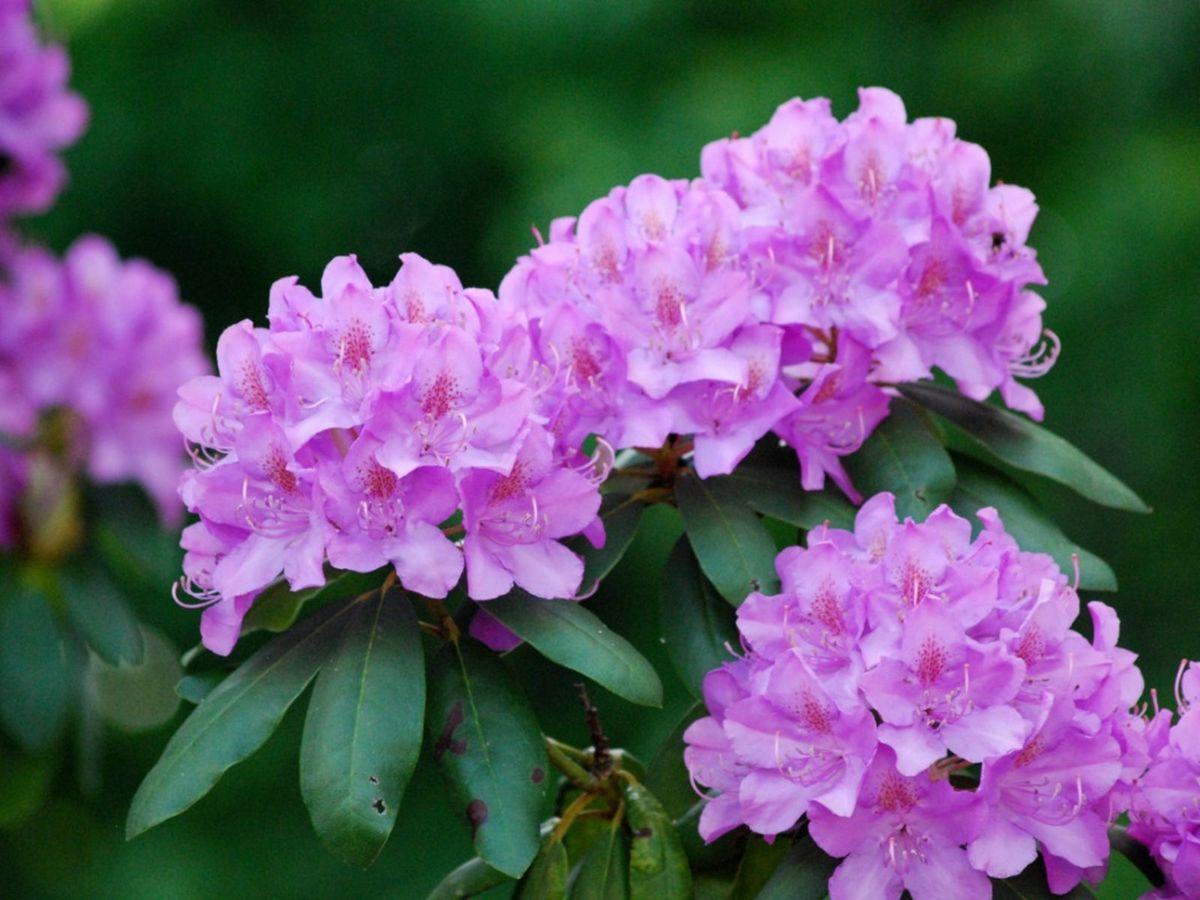 Rhododendron 'faisa' - View 18 from www redcrocus com