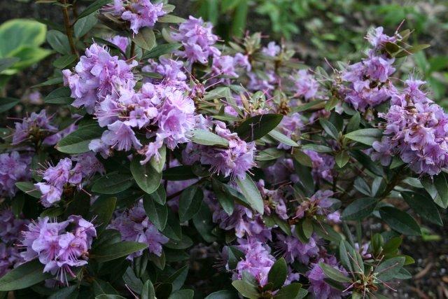 Rhododendron 'faisa' - View 3 from www redcrocus com