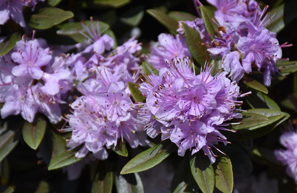 Rhododendron 'faisa' - View 5 from www redcrocus com