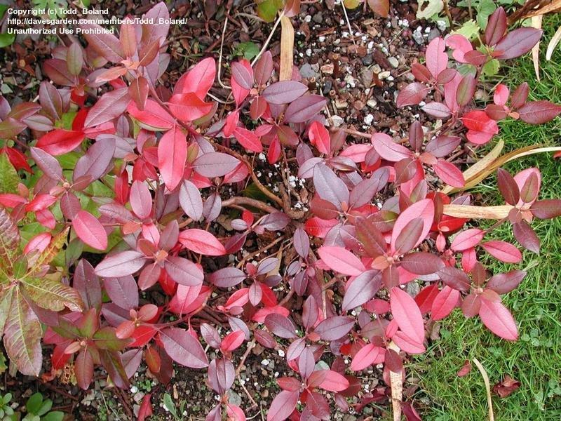 Rhododendron 'faisa' - View 8 from www redcrocus com