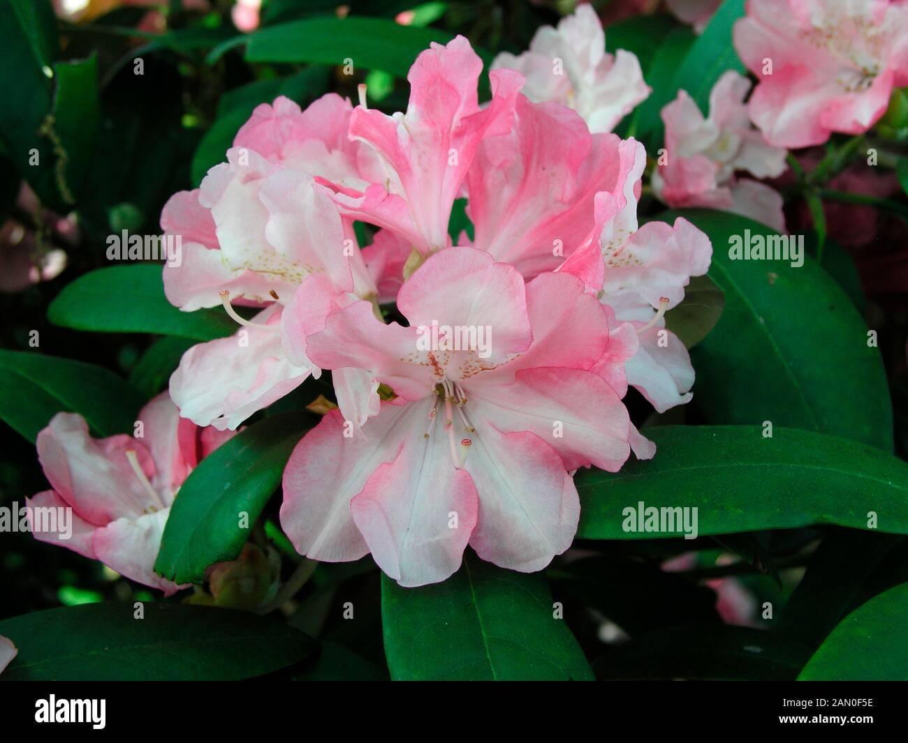 Rhododendron Yakushimanum Yaku Prince - View 11 from www redcrocus com