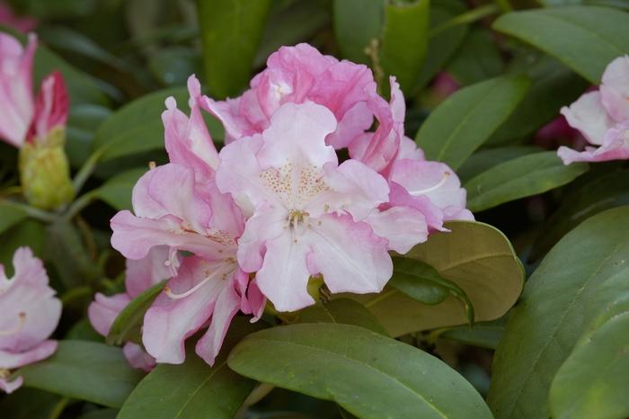 Rhododendron Yakushimanum Yaku Prince - View 12 from www redcrocus com