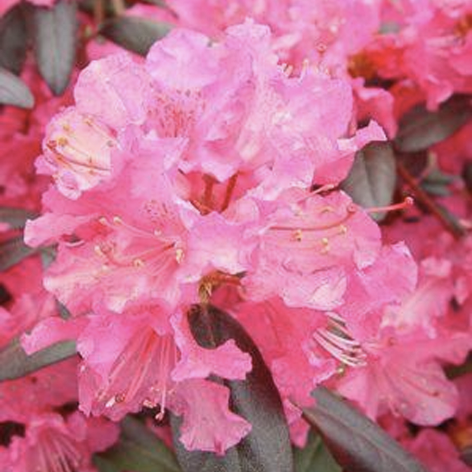 Rhododendron Yakushimanum Yaku Prince - View 15 from www redcrocus com