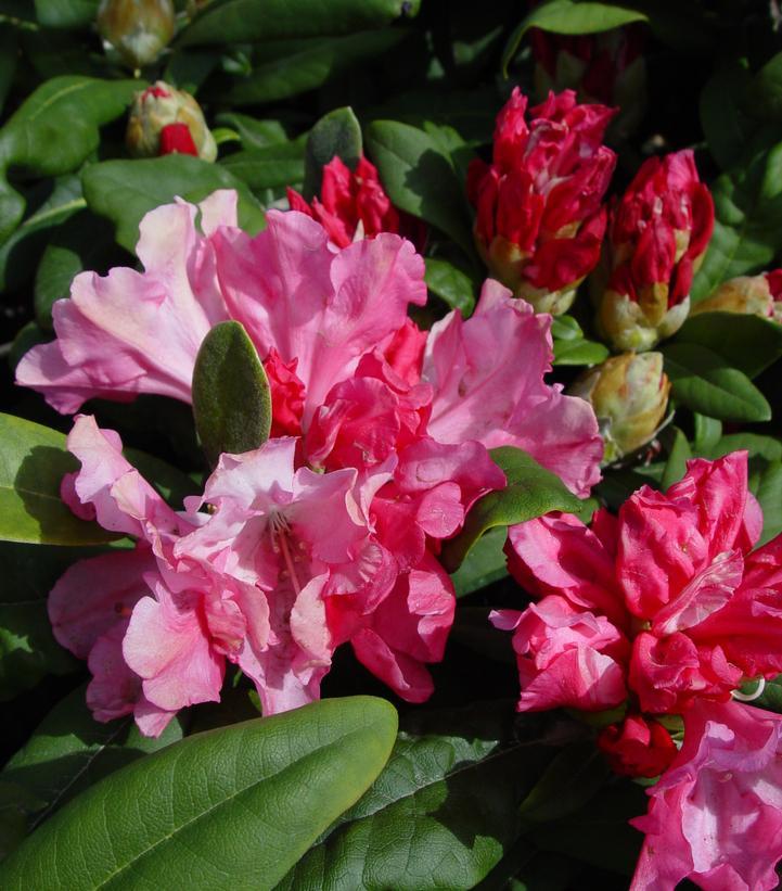 Rhododendron Yakushimanum Yaku Prince - View 15 from www redcrocus com