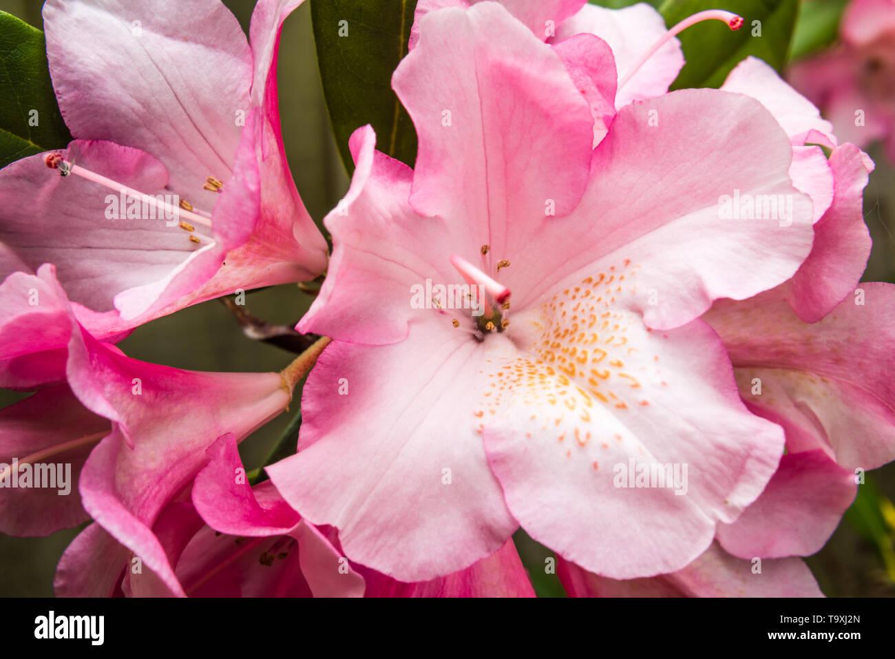 Rhododendron Yakushimanum Yaku Prince - View 16 from www redcrocus com