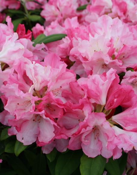 Rhododendron Yakushimanum Yaku Prince - View 20 from www redcrocus com