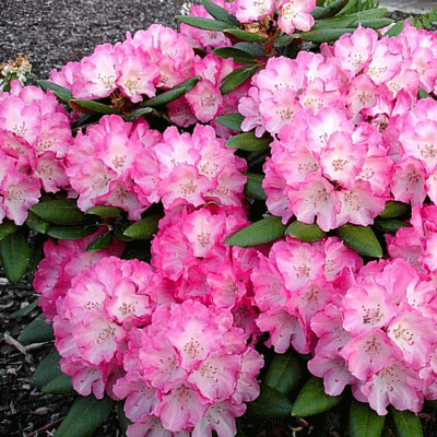 Rhododendron Yakushimanum Yaku Prince - View 3 from www redcrocus com