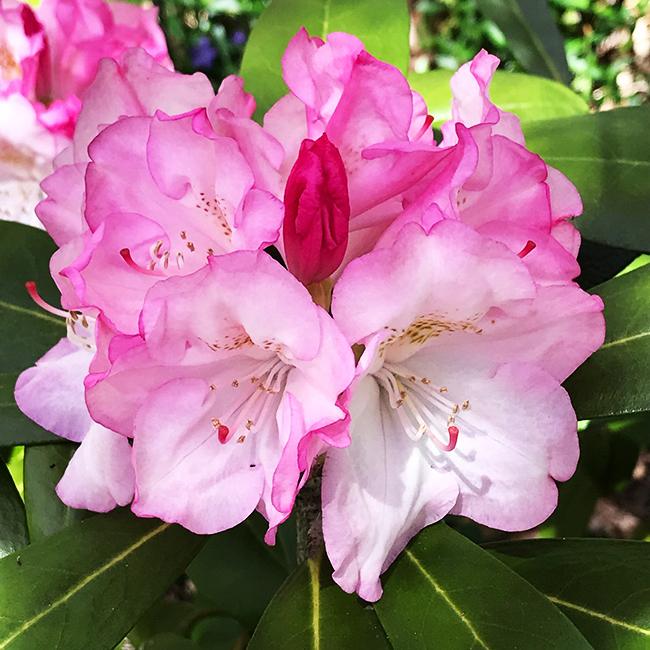 Rhododendron Yakushimanum Yaku Prince - View 4 from www redcrocus com