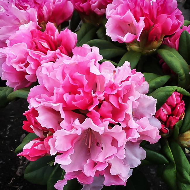 Rhododendron Yakushimanum Yaku Prince - View 5 from www redcrocus com
