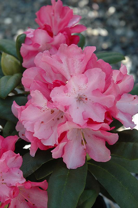 Rhododendron Yakushimanum Yaku Prince - View 6 from www redcrocus com