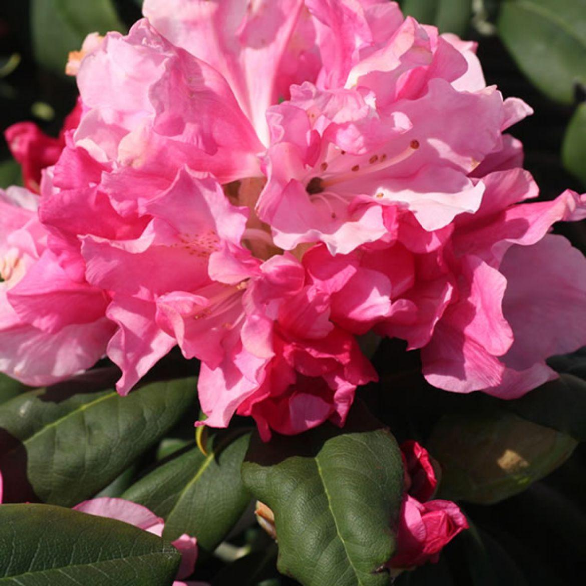 Rhododendron Yakushimanum Yaku Prince - View 8 from www redcrocus com