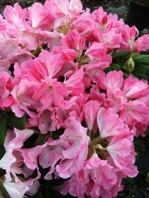Rhododendron Yakushimanum Yaku Prince - View 9 from www redcrocus com