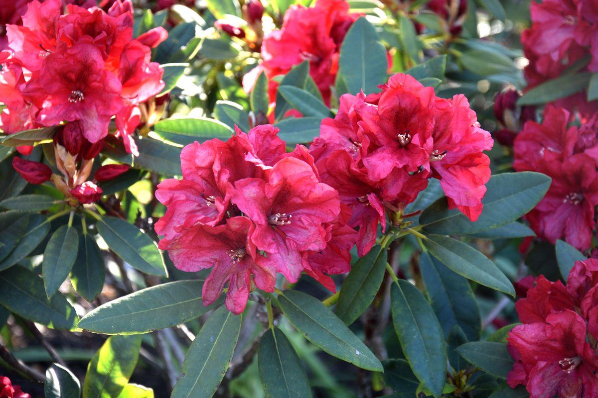 Rhododendron Rabatz - View 10 from www redcrocus com