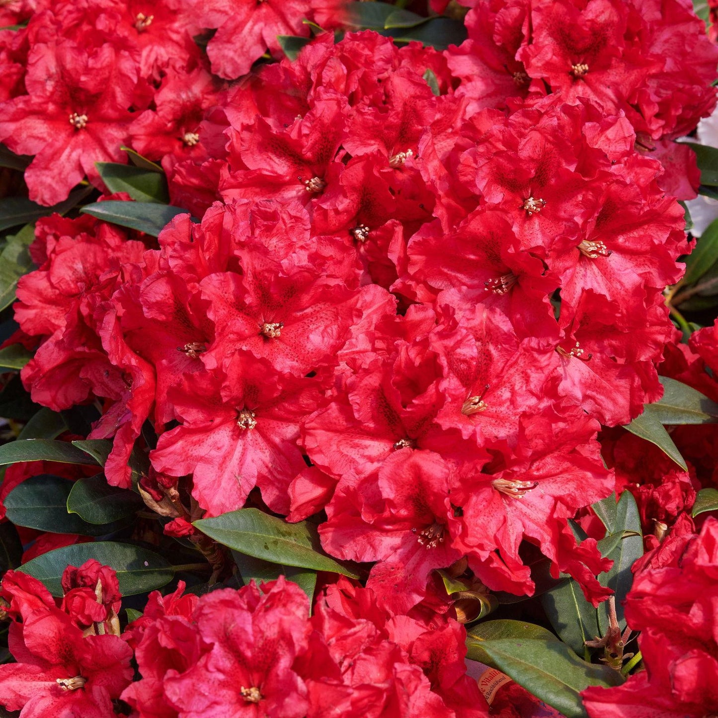 Rhododendron Rabatz - View 11 from www redcrocus com