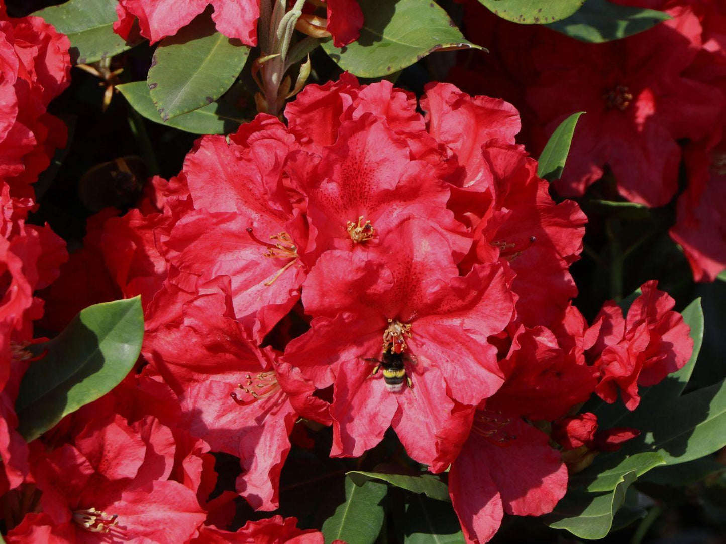 Rhododendron Rabatz - View 13 from www redcrocus com