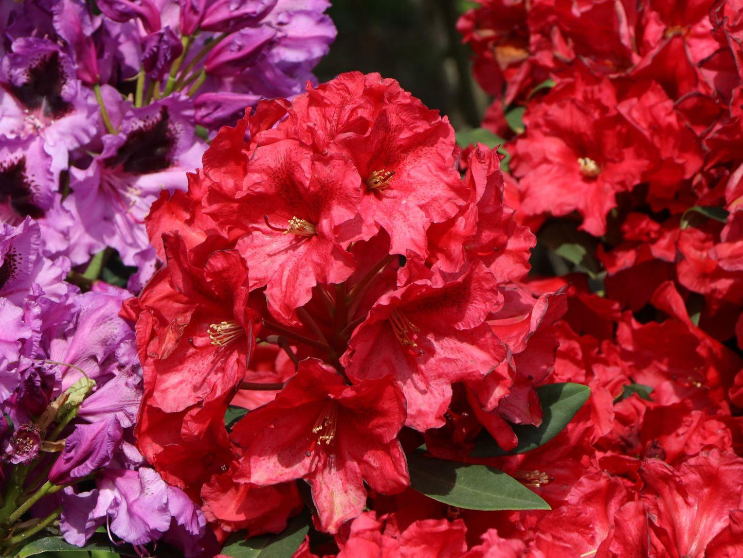 Rhododendron Rabatz - View 14 from www redcrocus com