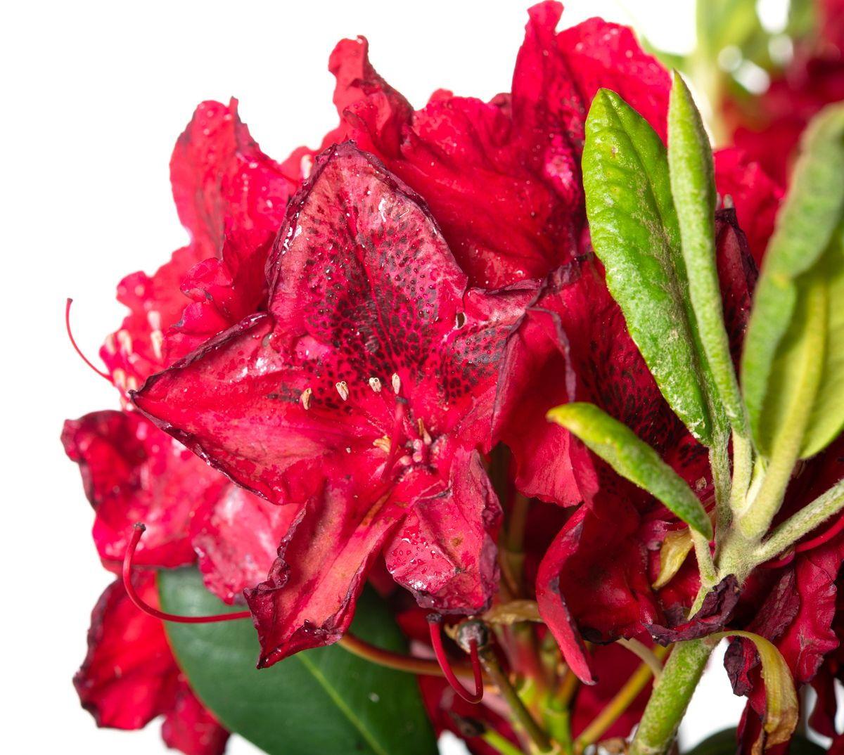 Rhododendron Rabatz - View 15 from www redcrocus com