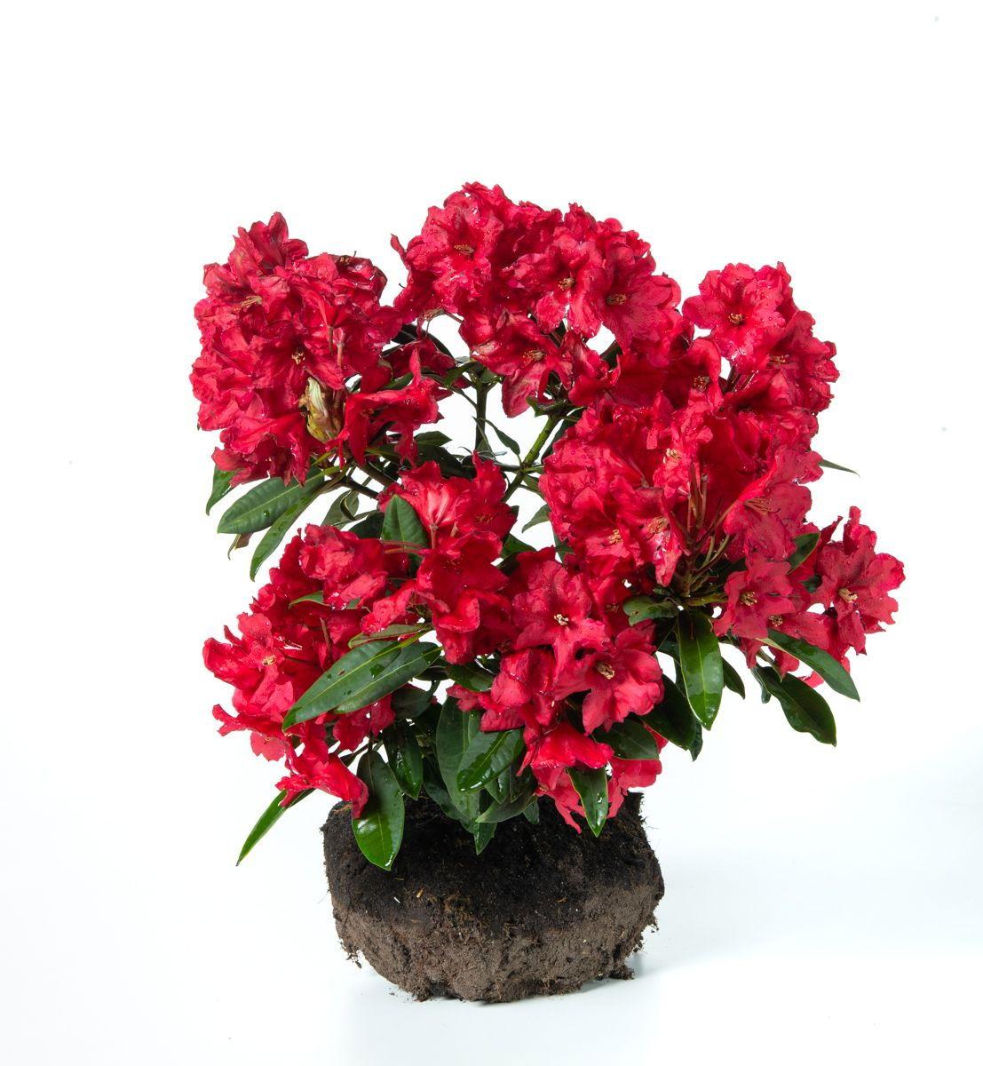 Rhododendron Rabatz - View 16 from www redcrocus com