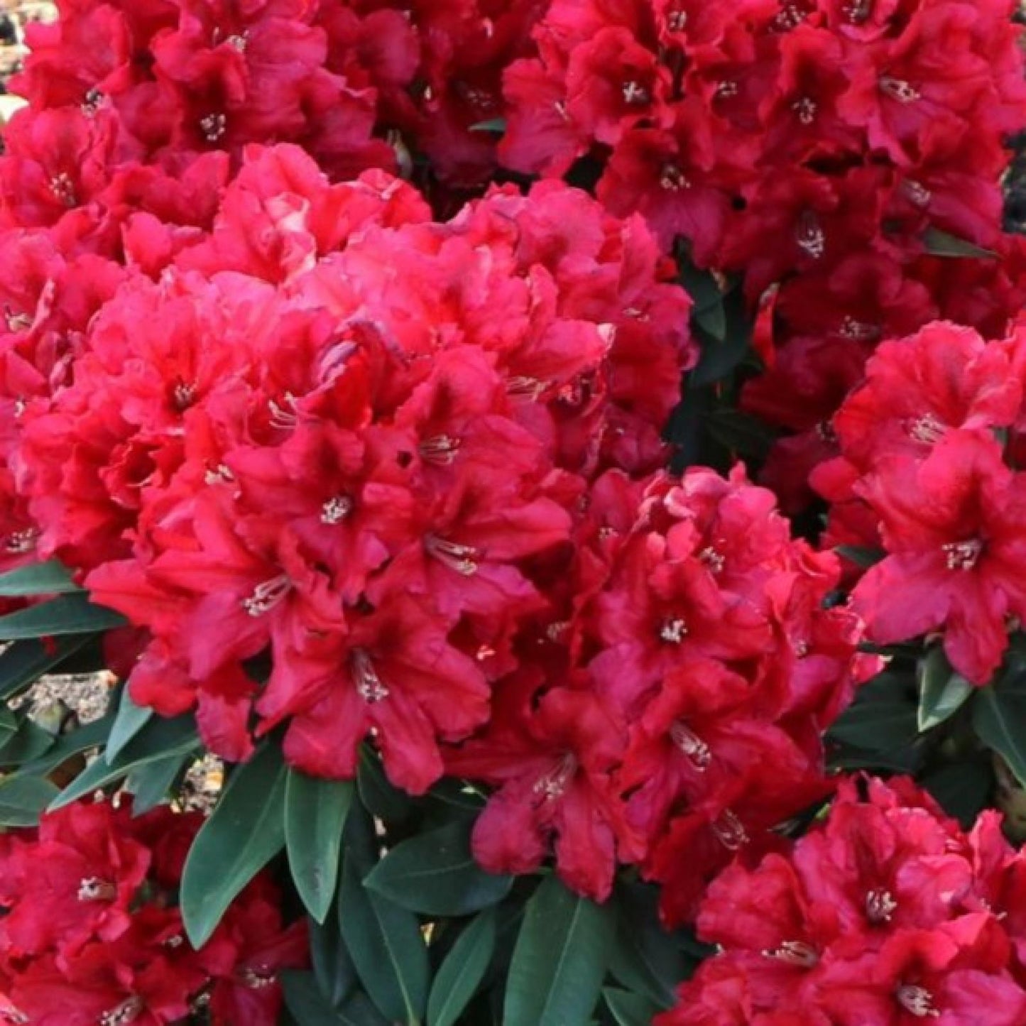 Rhododendron Rabatz - View 17 from www redcrocus com