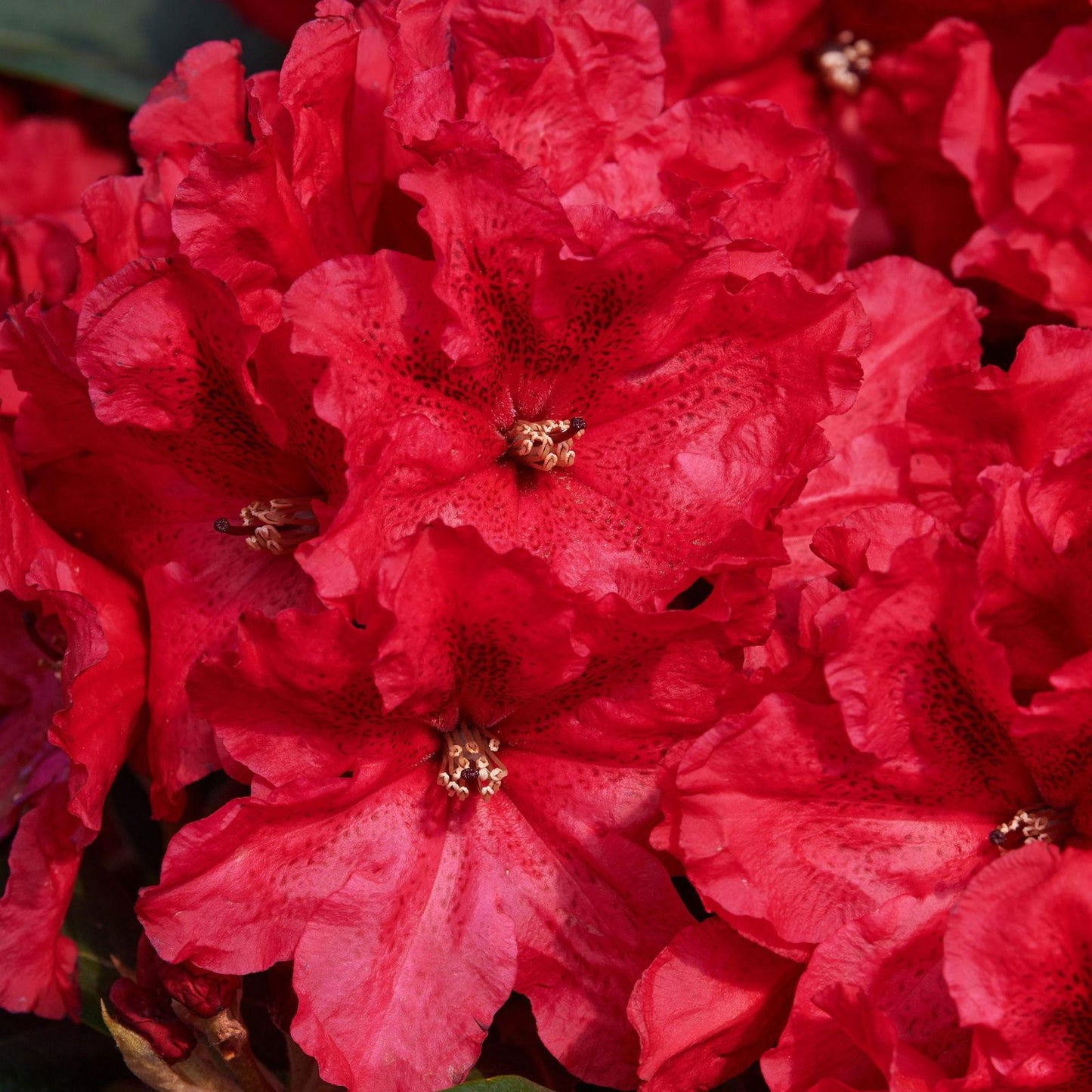Rhododendron Rabatz - View 18 from www redcrocus com