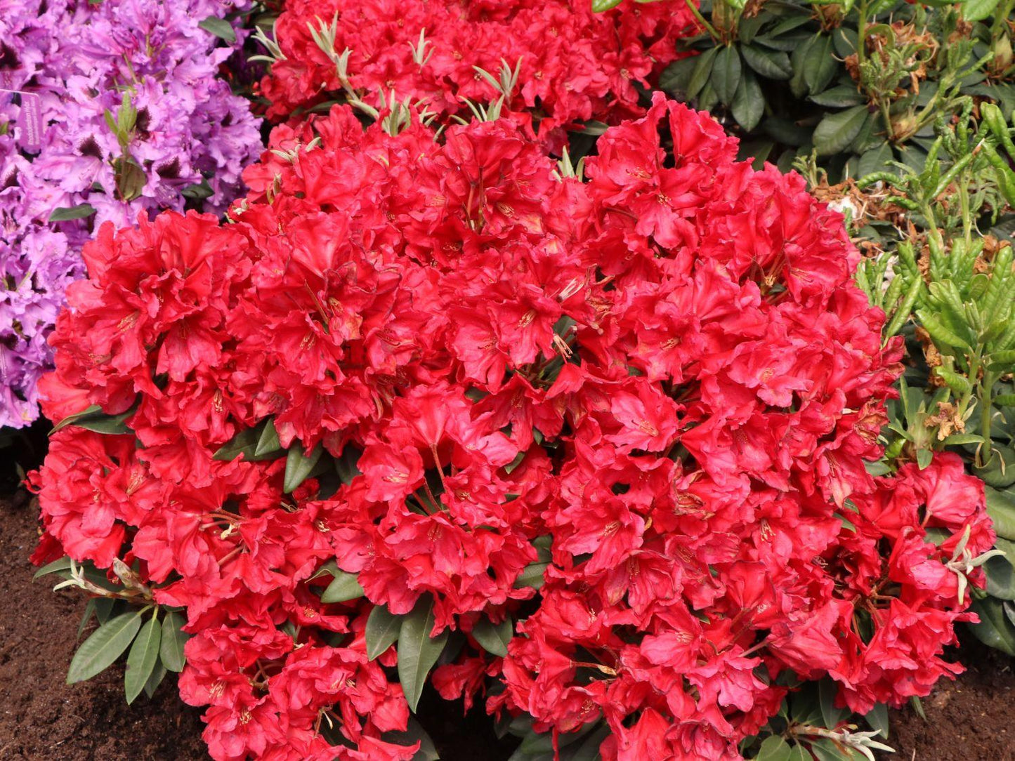 Rhododendron Rabatz - View 1 from www redcrocus com