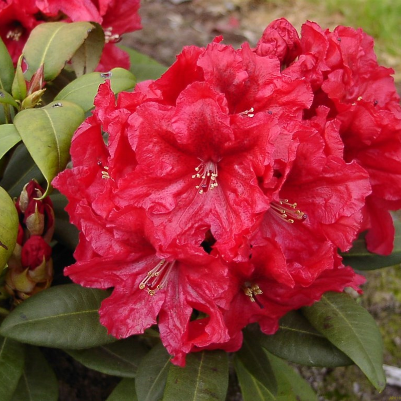 Rhododendron Rabatz - View 20 from www redcrocus com