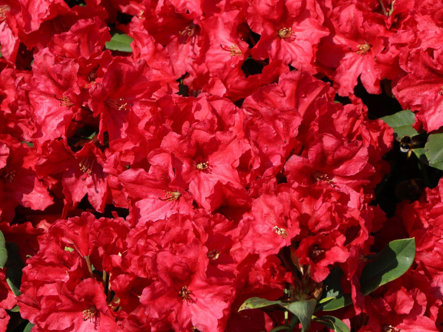 Rhododendron Rabatz - View 2 from www redcrocus com