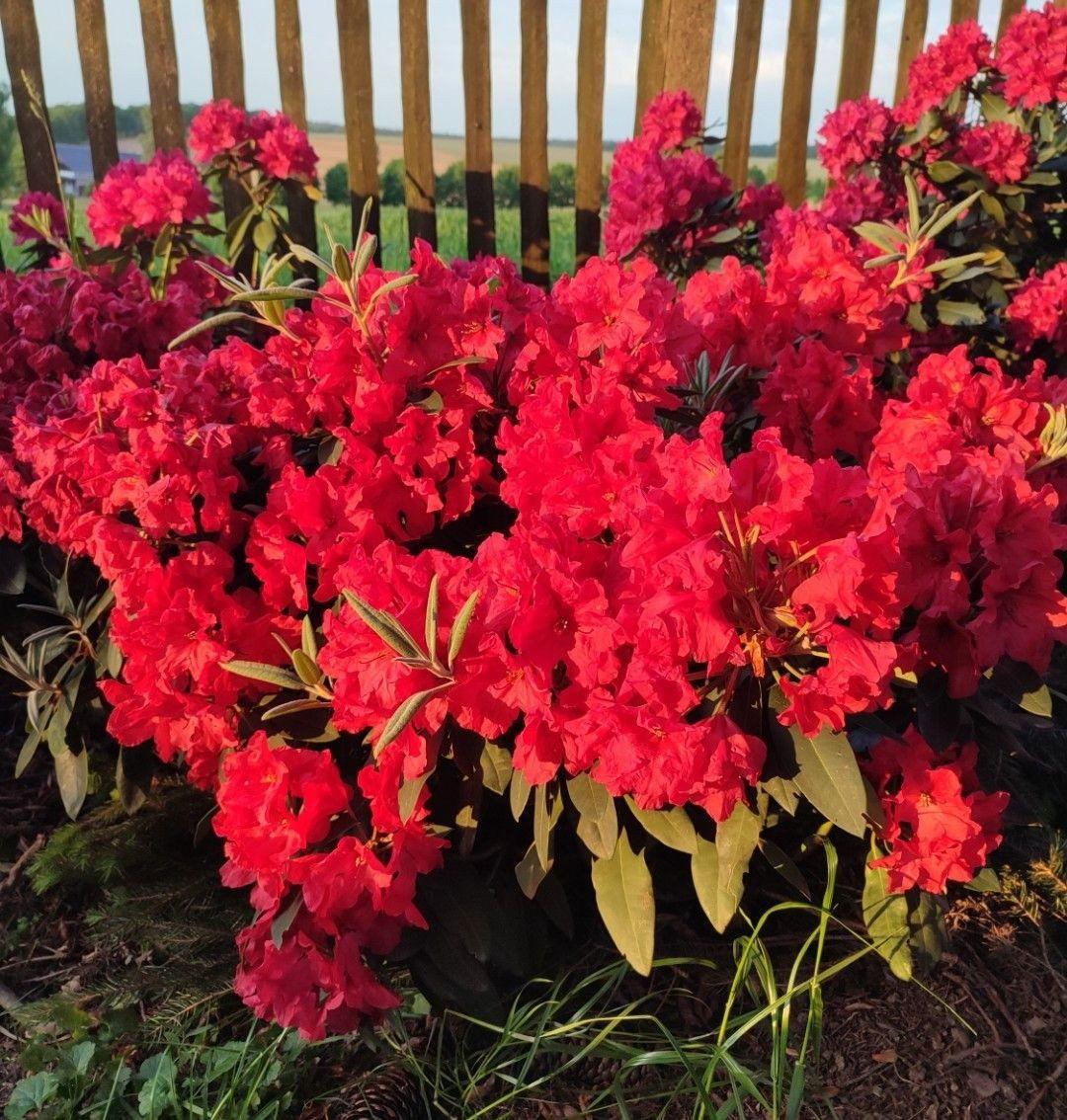 Rhododendron Rabatz - View 4 from www redcrocus com