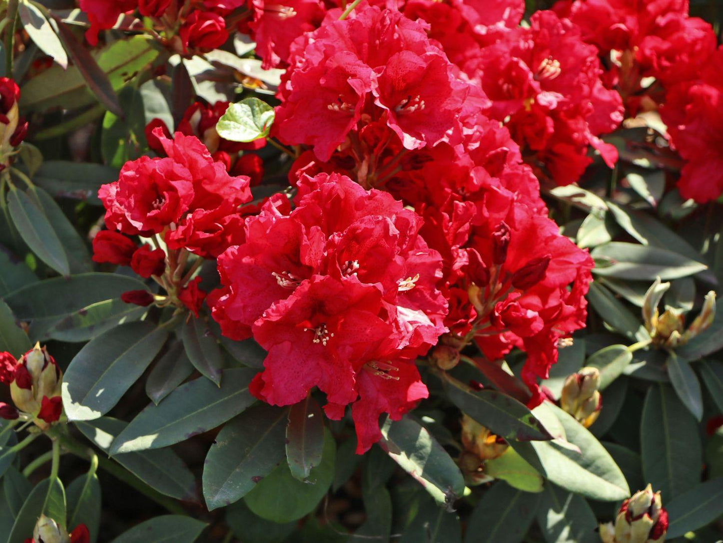 Rhododendron 'rabatz' - View 13 from www redcrocus com