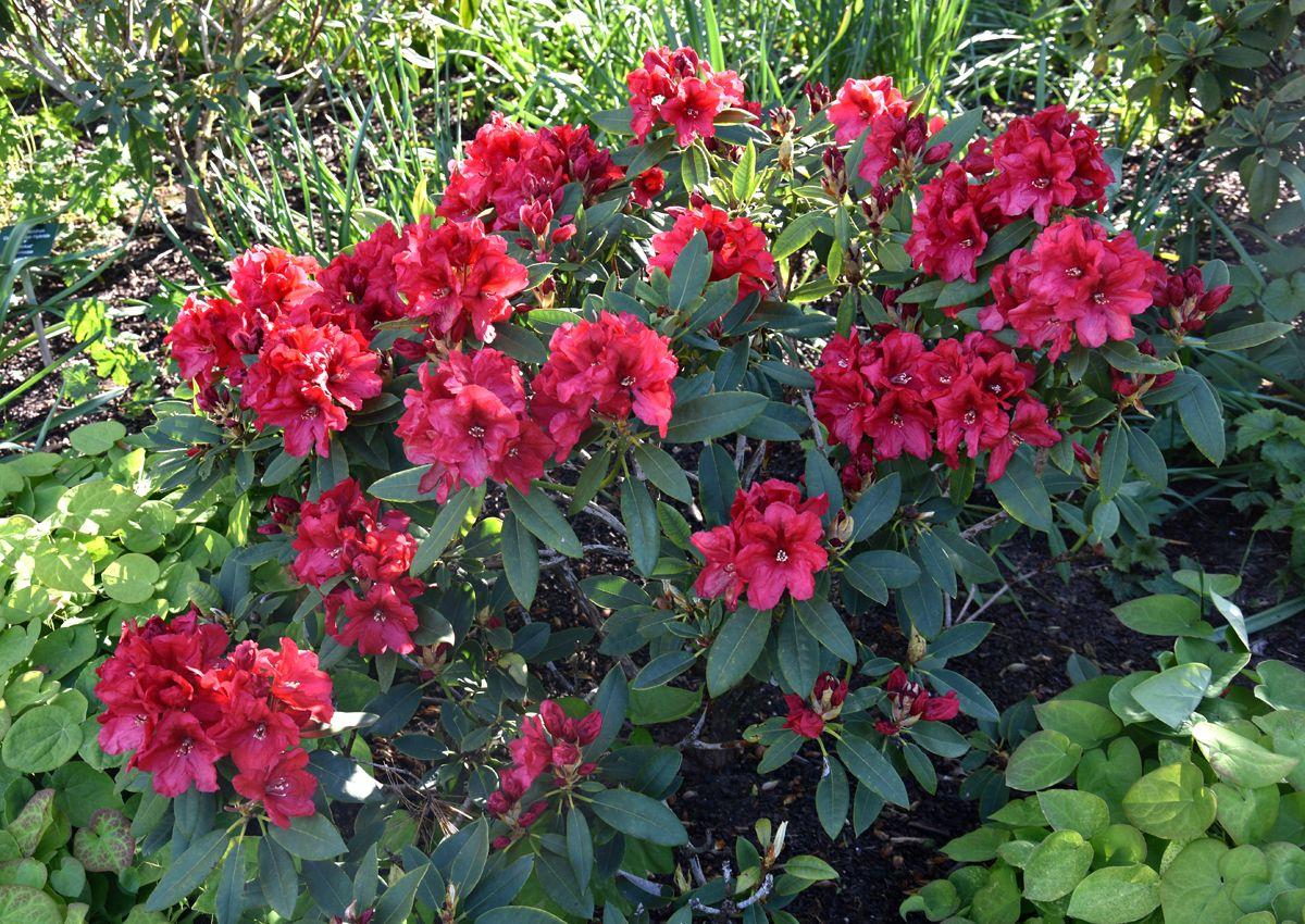 Rhododendron 'rabatz' - View 15 from www redcrocus com