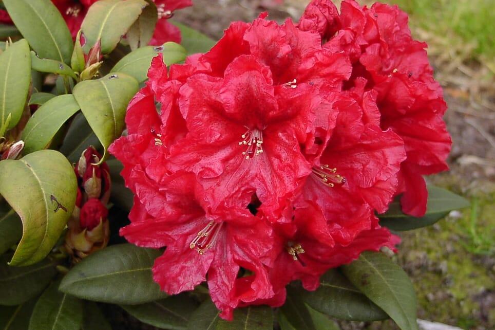 Rhododendron 'rabatz' - View 16 from www redcrocus com