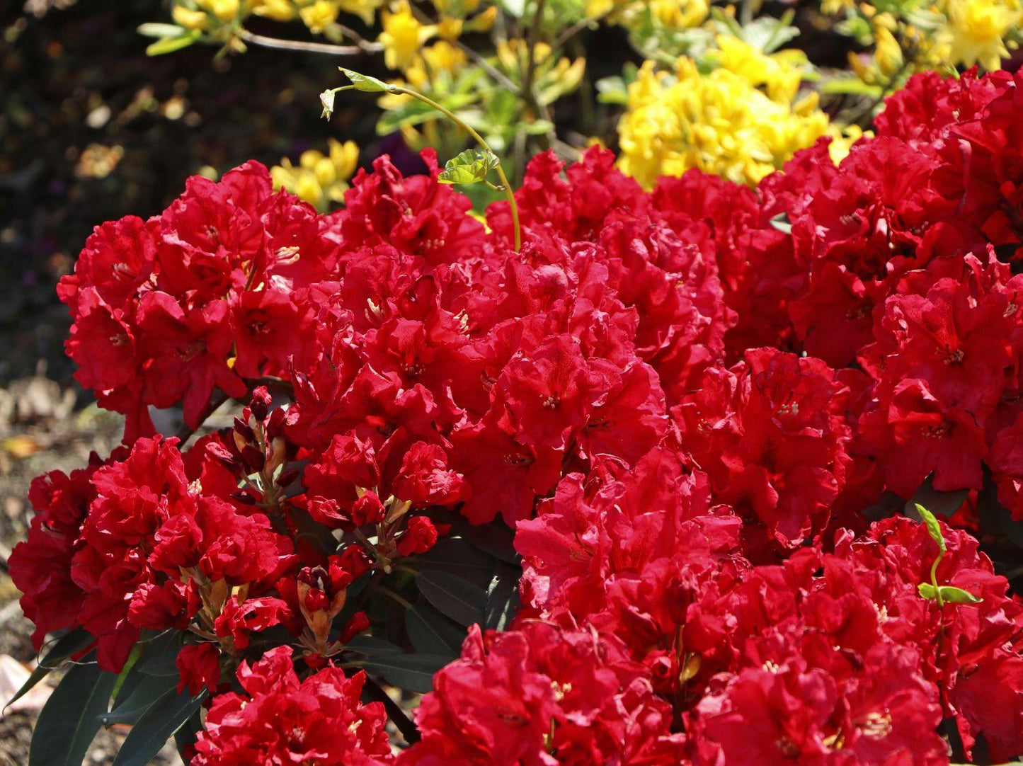 Rhododendron 'rabatz' - View 18 from www redcrocus com
