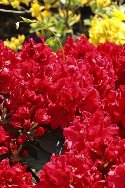 Rhododendron 'rabatz' - View 19 from www redcrocus com