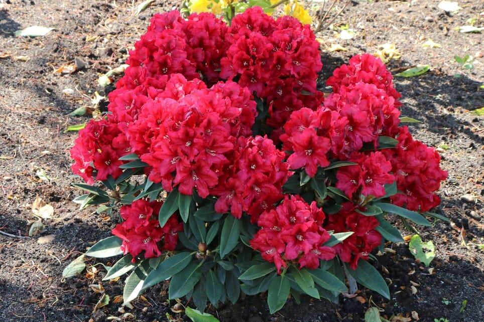 Rhododendron 'rabatz' - View 20 from www redcrocus com